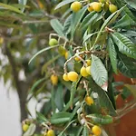 Antico Casale Siciliano Balata di Baida