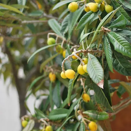 Antico Casale Siciliano Balata di Baida